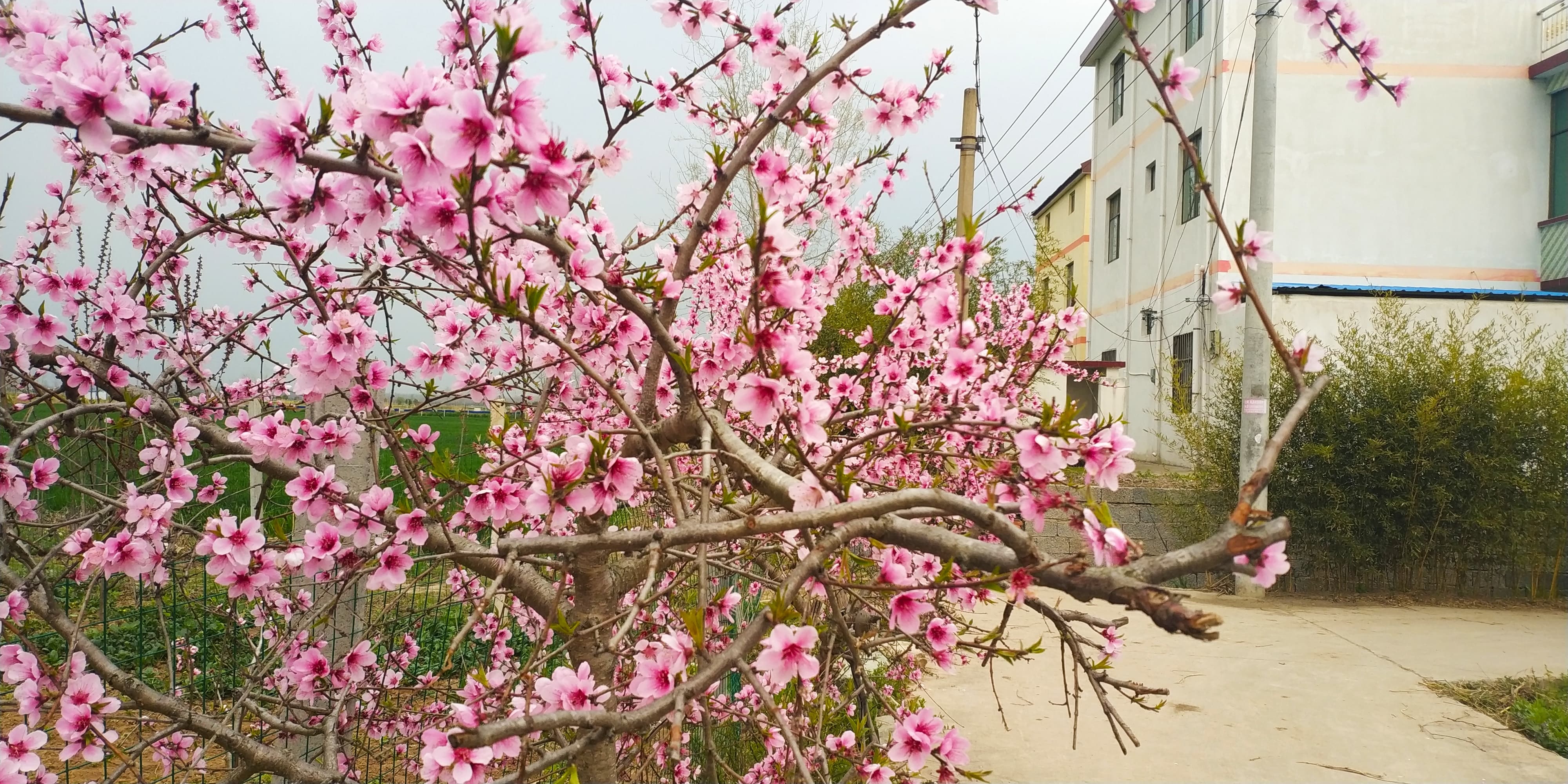 老家旁桃花正旺